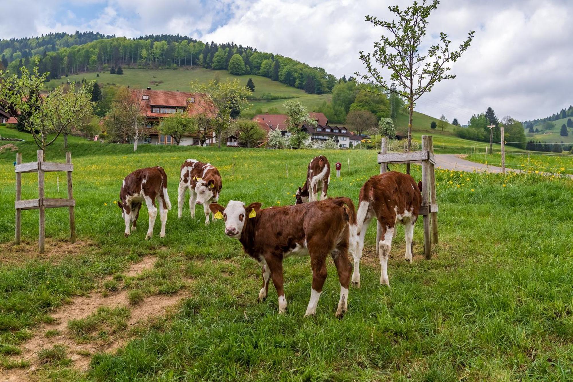 Schwarzwaldliebe Lejlighed Frohnd Eksteriør billede